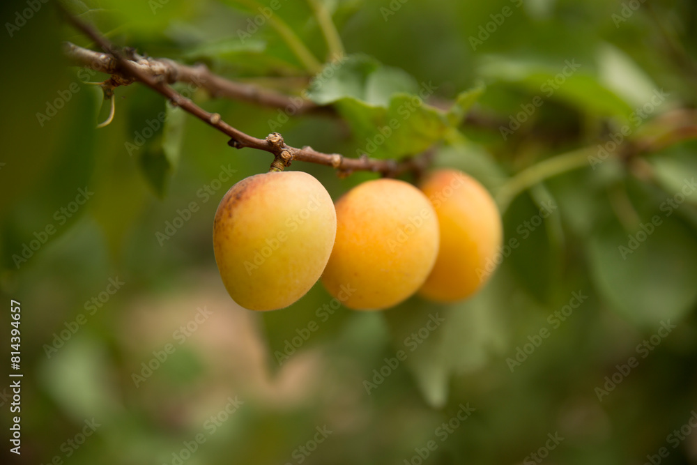 Apricot tree, Australian farming and agriculture Apricot tree, Australian farming and agriculture