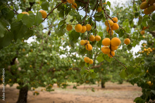 Apricot tree, Australian farming and agriculture