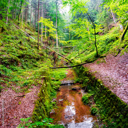 Magical enchanted fairytale forest with fern, moss, lichen, small brook and sandstone rocks at the hiking trail Malerweg in the national park Saxon Switzerland, Saxony, Germany