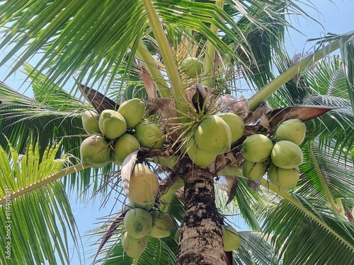 a photography of a coconut tree with a bunch of green coconuts.