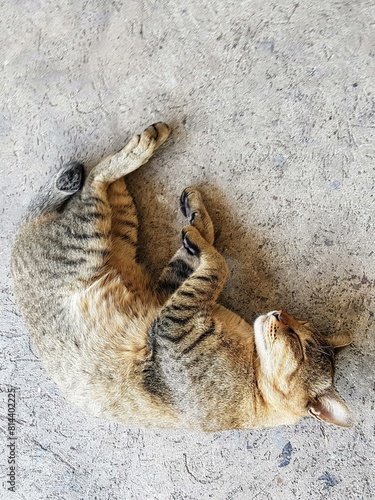 a photography of a cat rolling around on the floor.