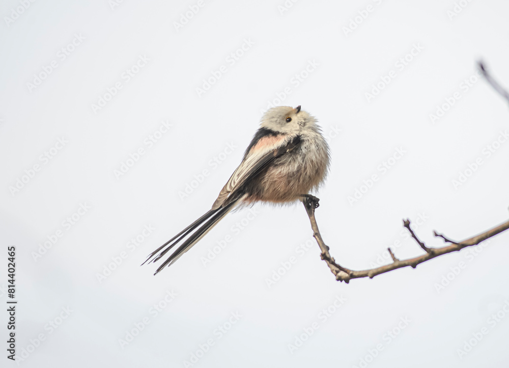 Fototapeta premium The long-tailed tit (Aegithalos caudatus), also named long-tailed bushtit,