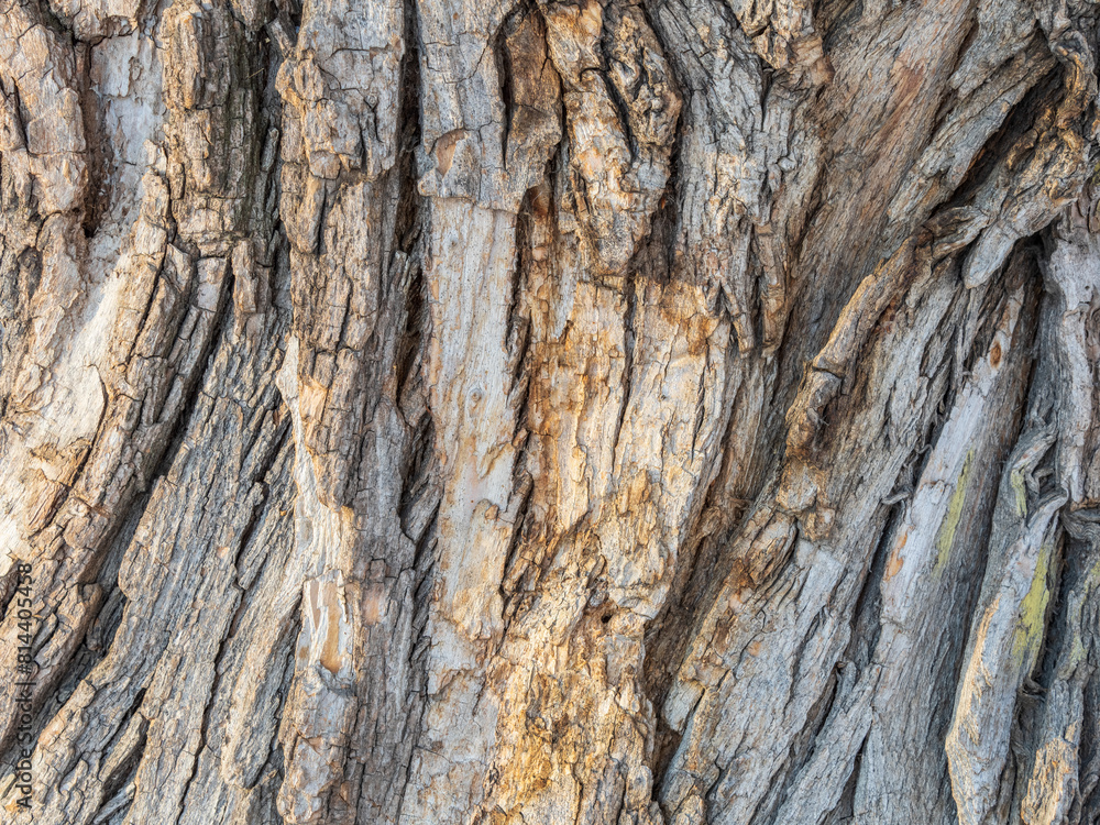 The texture of the bark of an old willow The texture of the bark of an old willow
