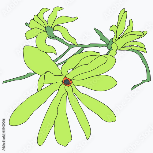 Beautiful wild flower drawn close-up. Vector illustration can be used as decoration.