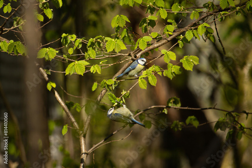 Couple of great tits birds feeding in springtime