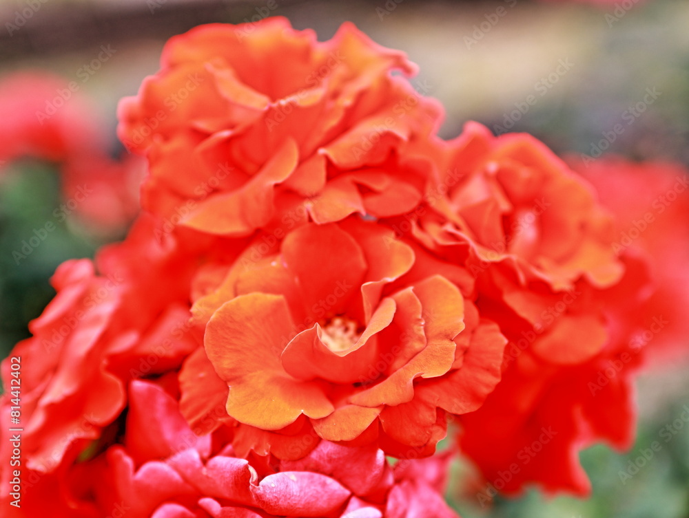 Fototapeta premium The roses are in full bloom