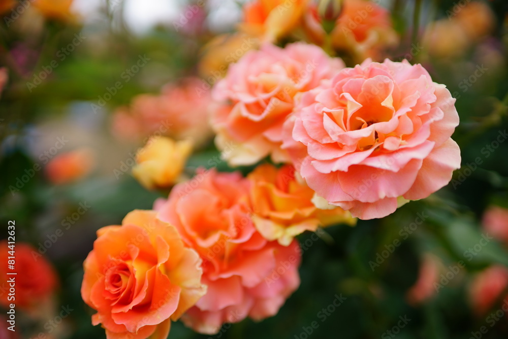 The roses are in full bloom The roses are in full bloom