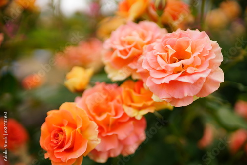 The roses are in full bloom