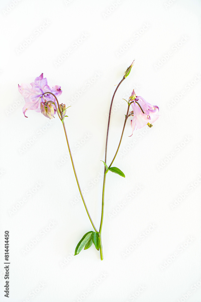 Aquilegia vulgaris flower isolated on white Aquilegia vulgaris flower isolated on white