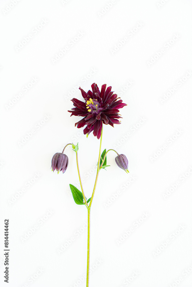 Aquilegia vulgaris flower isolated on white Aquilegia vulgaris flower isolated on white