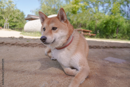 Shiba Inu playing in the park