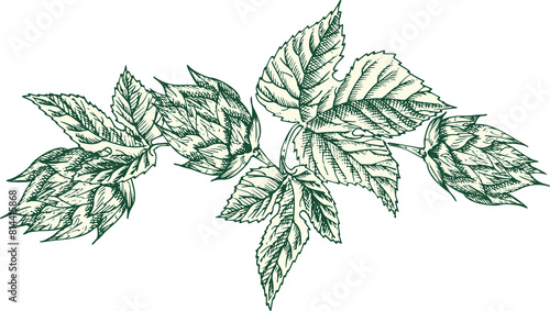 green hops plant sketch on white clip art preview