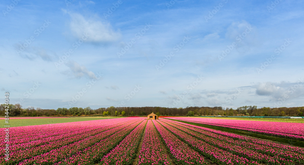tulip field, Netherlands