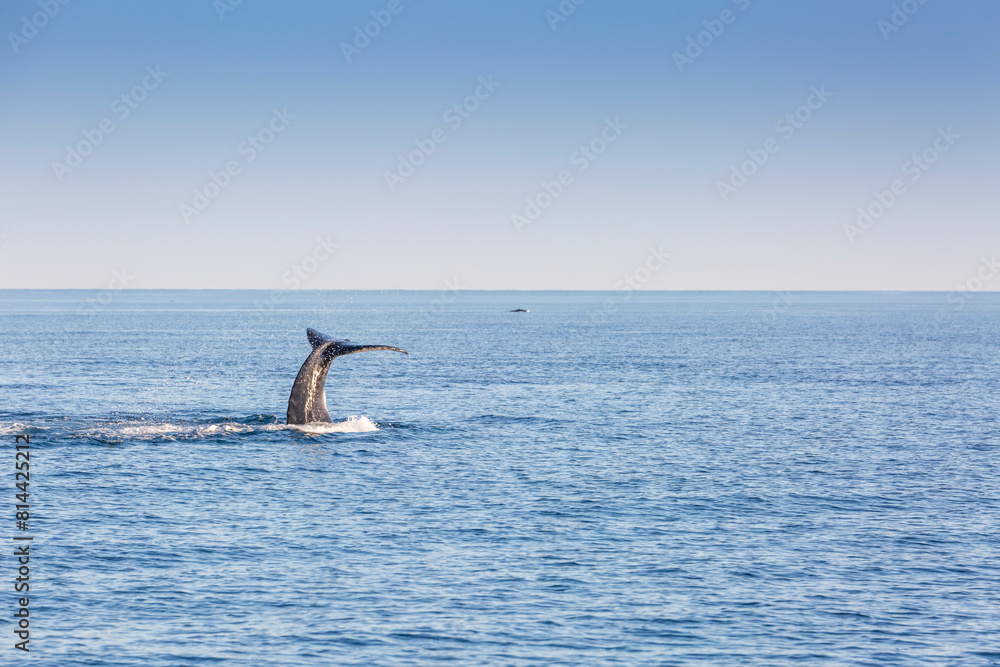 Fototapeta premium humpback whale 