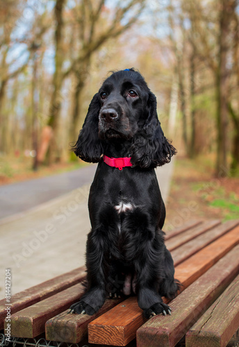 A black English cocker spaniel dog is sitting on a park bench. The dog has a collar. Dog training. Hunter. The photo is vertical and blurry