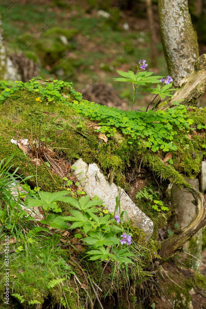The bulbous root (Cardamine bulbifera) in its natural habitat in the forest. The bulbous root (Cardamine bulbifera) in its natural habitat in the forest.