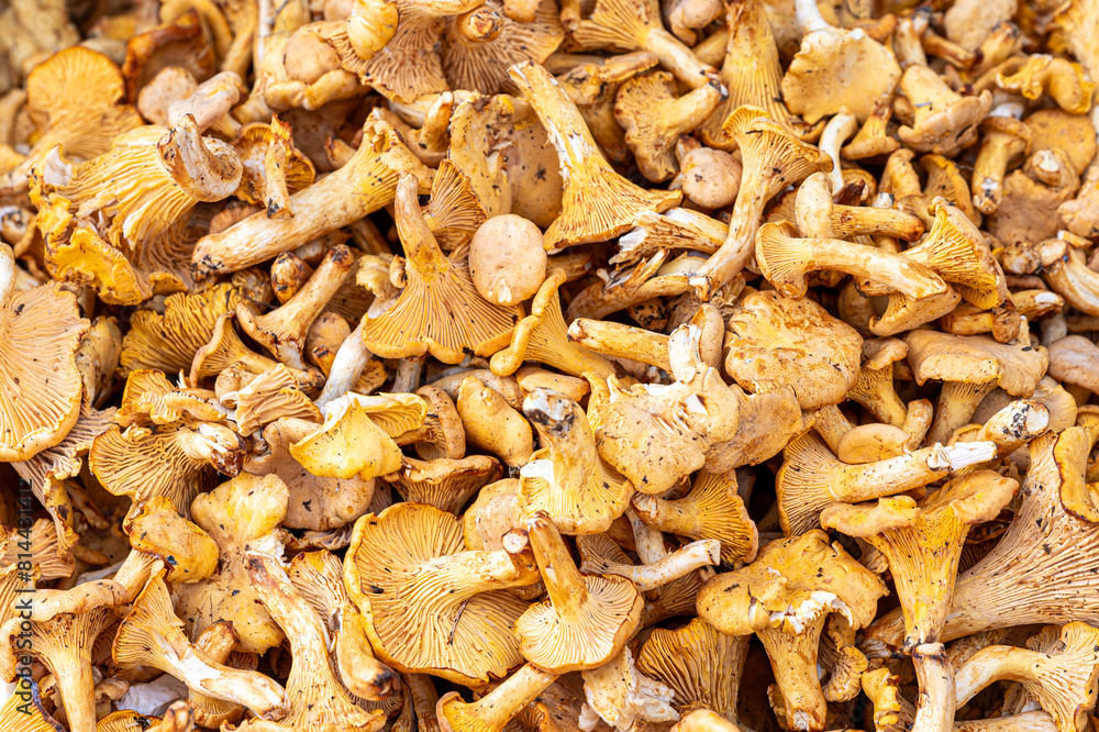 Cantharellus cibarius is a species of golden chanterelle mushroom in the genus Cantharellus. It is also known as girolle Cantharellus cibarius is a species of golden chanterelle mushroom in the genus Cantharellus. It is also known as girolle
