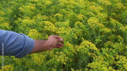 Flower of green dill fennel Bright blurred background artistic selected focus Close up, cuting with hand of male photo