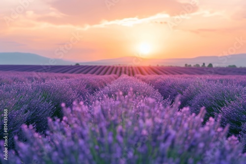 Tranquil lavender field at dusk photo on white isolated background