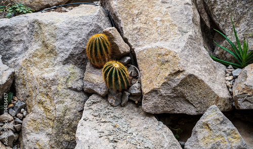Parodia magnifica cacti grow between rocks. photo