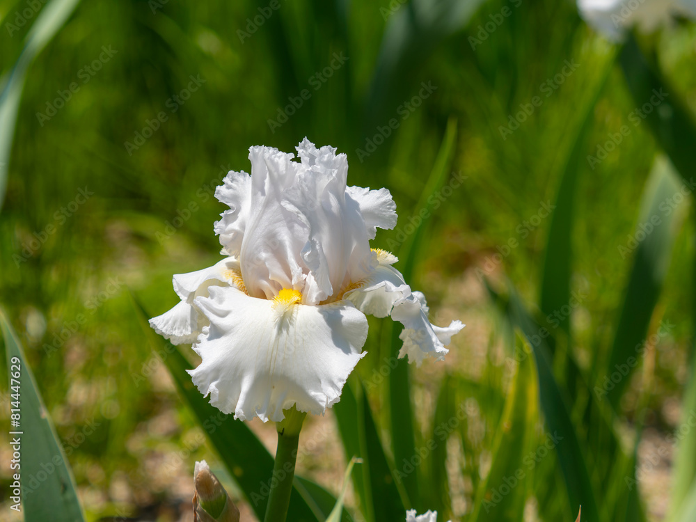 白いアヤメの花「クニコ」 白いアヤメの花「クニコ」