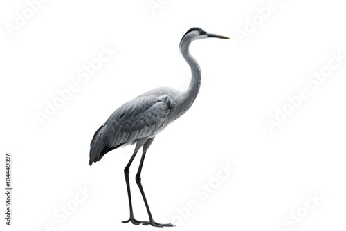 Gray Heron Standing in Front of White Background