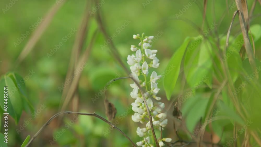 Close-up of a delicate white wildflower blooming among green foliage in a lush meadow, focus on natural beauty Close-up of a delicate white wildflower blooming among green foliage in a lush meadow, focus on natural beauty