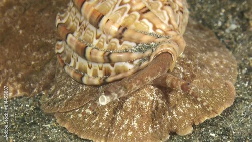 Large sea snail called articulate harp moves over sandy seabed during night. Shell is spirally coiled and has brown lines. Spotted mantle skirt spread, uses rhinophores and siphon to navigate. photo