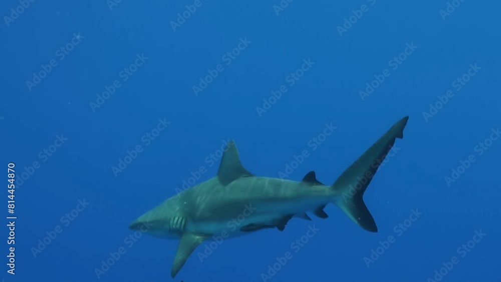 Grey reef shark snatches a piece of dead fish provided during shark feeding. Shark moves upwards and opens mouth in front of camera, followed by a remora. Then swims away. Grey reef shark snatches a piece of dead fish provided during shark feeding. Shark moves upwards and opens mouth in front of camera, followed by a remora. Then swims away.