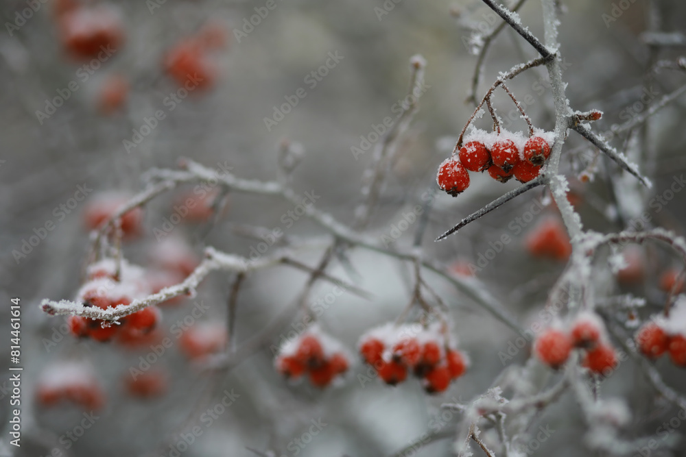 White snow on a bare tree branches on a frosty winter day, close up. Natural background. Selective botanical background. White snow on a bare tree branches on a frosty winter day, close up. Natural background. Selective botanical background.