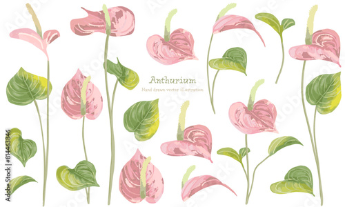 ピンクのアンスリウムのイラスト素材セット