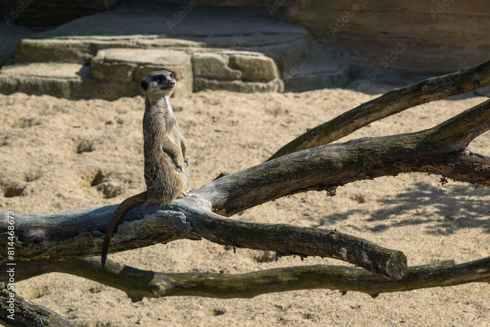 Erdmännchen - Blick in die Ferne