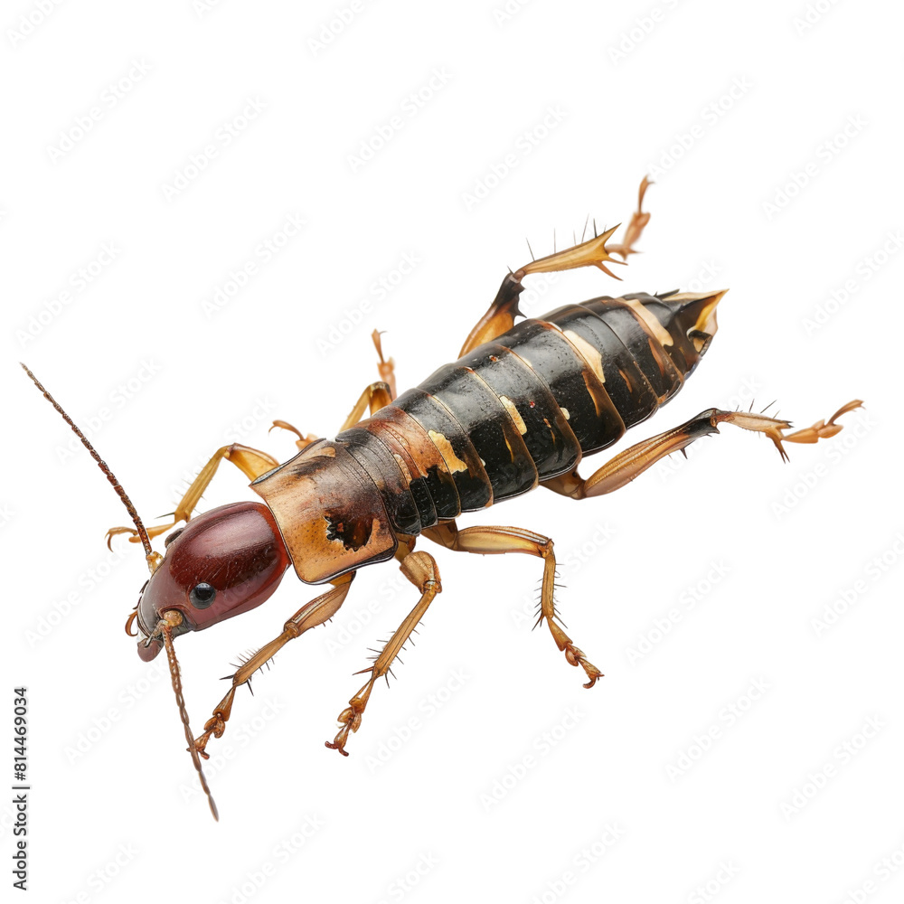 Detailed macro image of an earwig showcasing its distinctive pincers ...