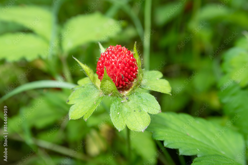 Potentilla indica
