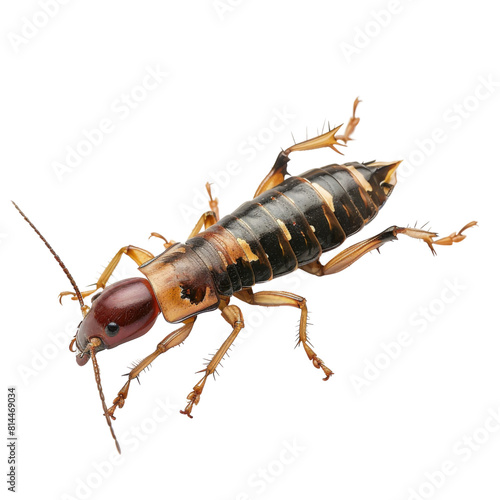 Detailed macro image of an earwig showcasing its distinctive pincers and segmented body transparent background, PNG