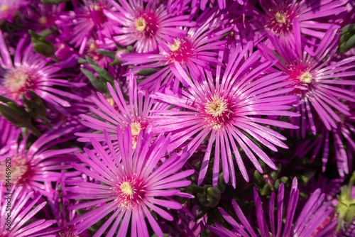 Obraz na płótnie Lampranthus spectabilis w salonie