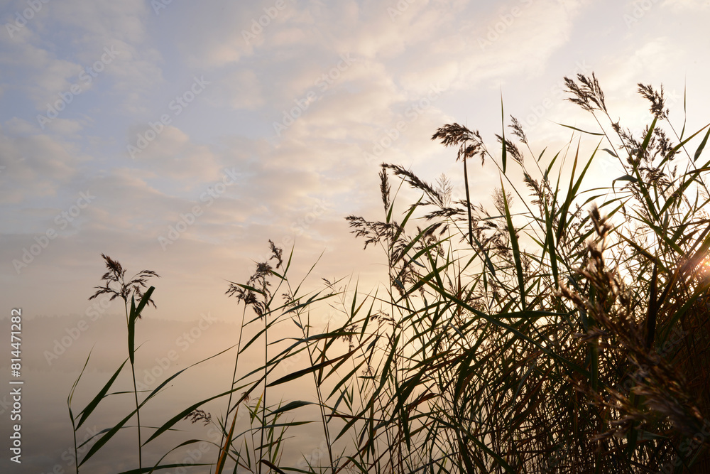 Obraz premium River Reeds on the lake in sunrise. Beautiful nature landscape with Pampas Grass and Morning Sky with Vanilla Clouds
