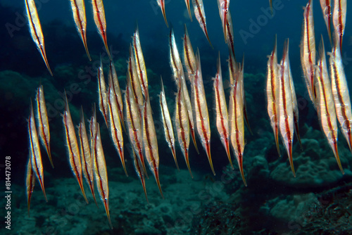 razorfish in the sea, underwater photo photo