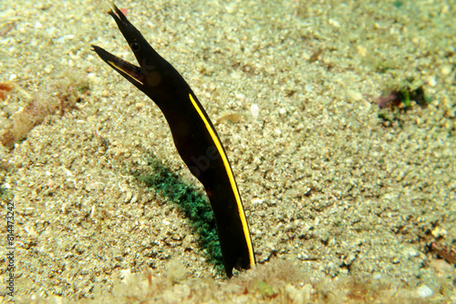 Black Ribbon Eel (juvenile) - Rhinomuraena quaesit