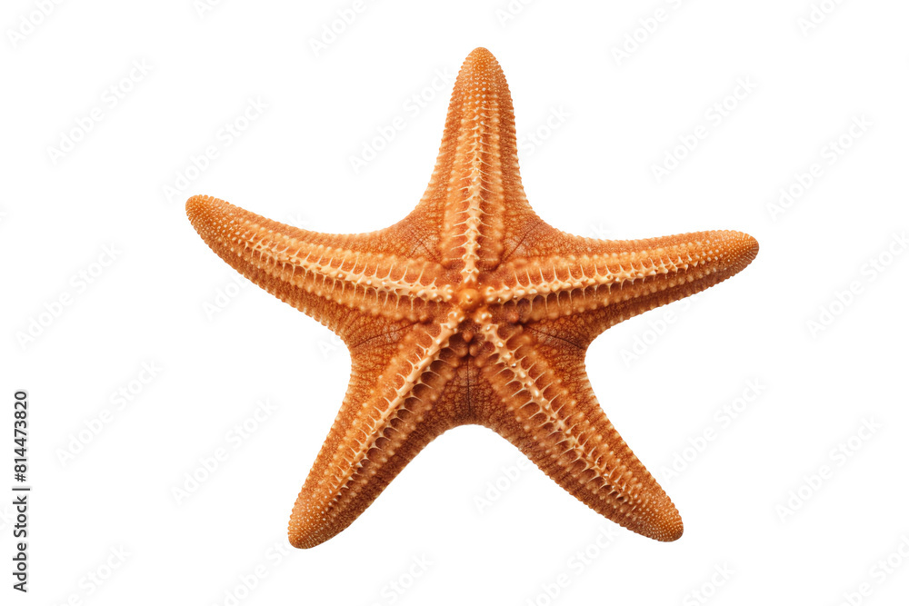 Orange starfish isolated on black background Orange starfish isolated on black background