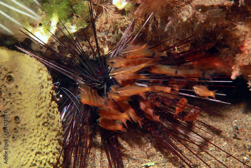 underwater landscape, fish inside a sea urchin photo