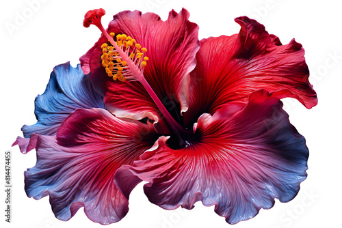 This is a photo of a red hibiscus flower