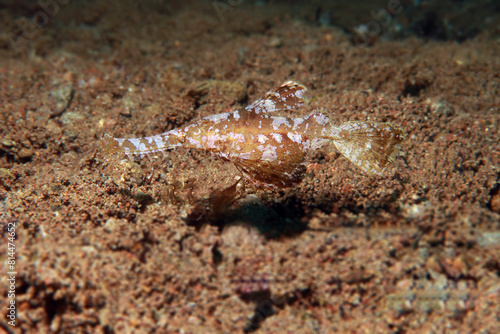 Robust Ghost Pipefish Solenostomus Cyanopterus.  photo