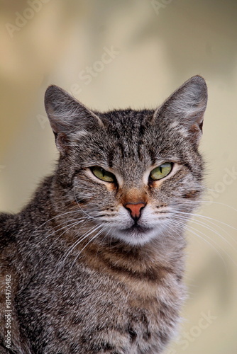 Close up cunning tabby cat looking on camera. Portrait of cute tabby sly cat. Tabby cat walking outdoor against blurred background. Adorable curious tabby cat on the street.