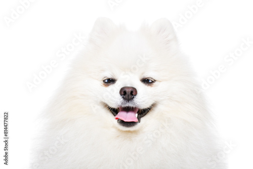 Portrait of a funny cross-eyed Pomeranian Spitz  isolated on a white background
