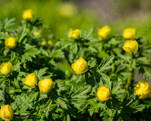 Yellow globeflower, Trollius x cultorum  flowers in close up with a background of blurred leaves and flowers. Rich-yellow, bowl-shaped globeflower on a sunny spring day. photo