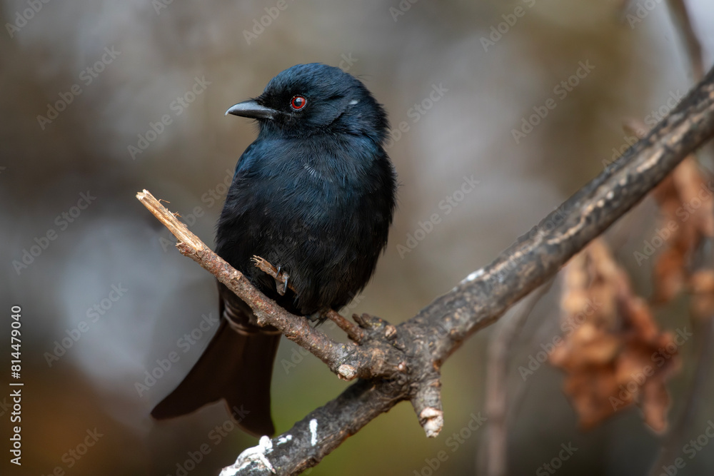 Fork-tailed drongo perched on a twig, Marakele National Park South Africa Fork-tailed drongo perched on a twig, Marakele National Park South Africa