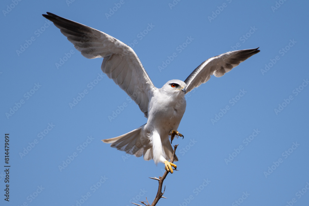 Black-shouldered kite with wings stretched, Rietvlei, Nature Reserve, South Africa Black-shouldered kite with wings stretched, Rietvlei, Nature Reserve, South Africa