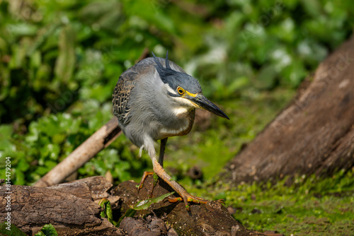 Wallpaper Mural Green-backed heron hunting, Rietvlei Nature Reserve, South Africa Torontodigital.ca