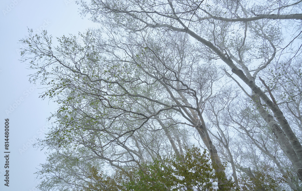 薄霧の白樺林 / Birch forest in light fog 薄霧の白樺林 / Birch forest in light fog